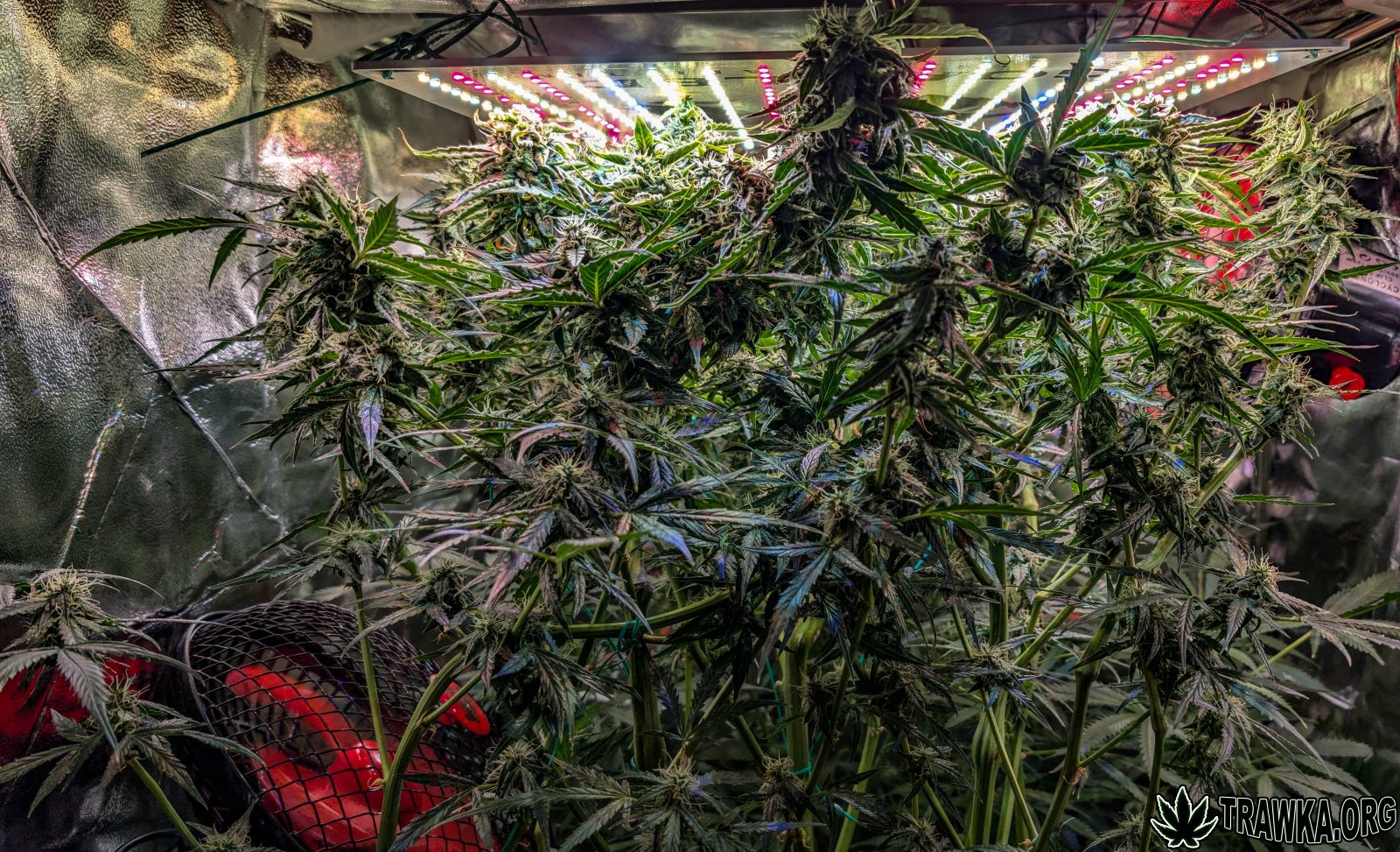 large.2025_11.15at202627-Ziele-73.jpg.36