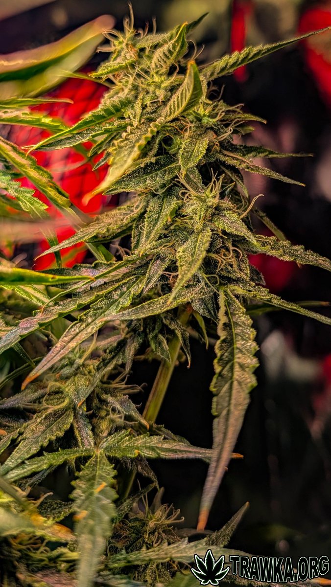 large.2025_11.15at211910-Ziele-75.jpg.f1