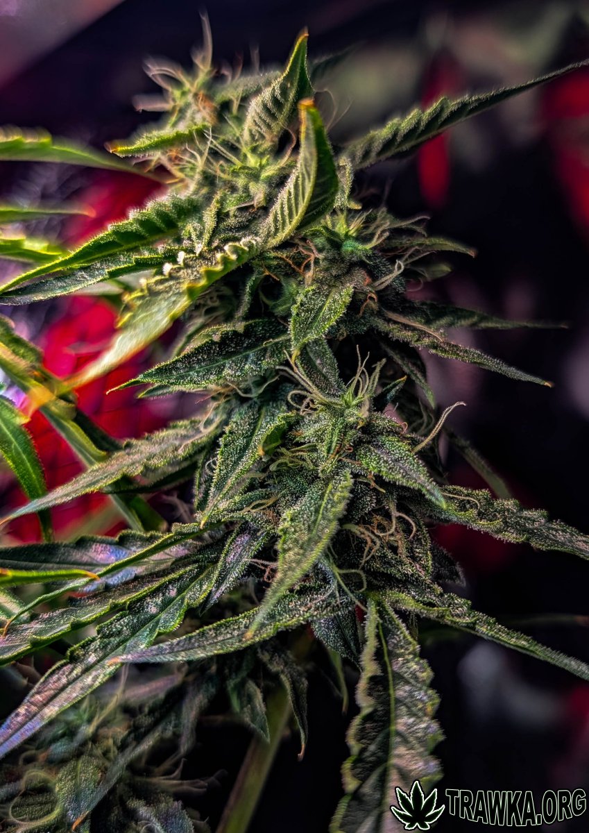 large.2025_11.15at211917-Ziele-76.jpg.93