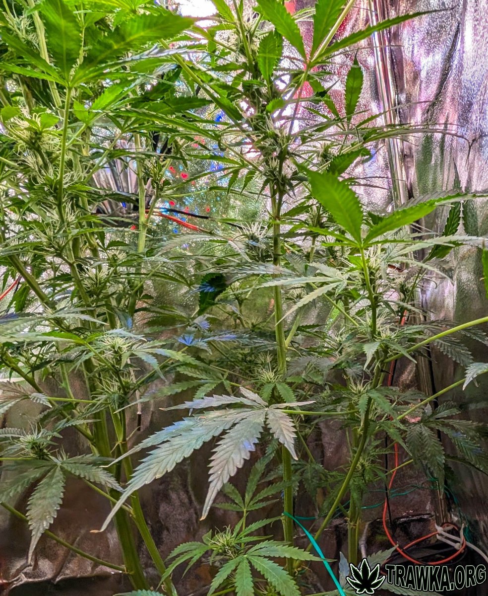 large.2025_11.15at213111-Ziele-80.jpg.2d