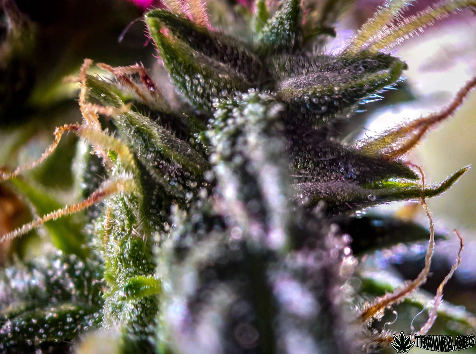 large.2025_11.16at034424-Ziele-82.jpg.05