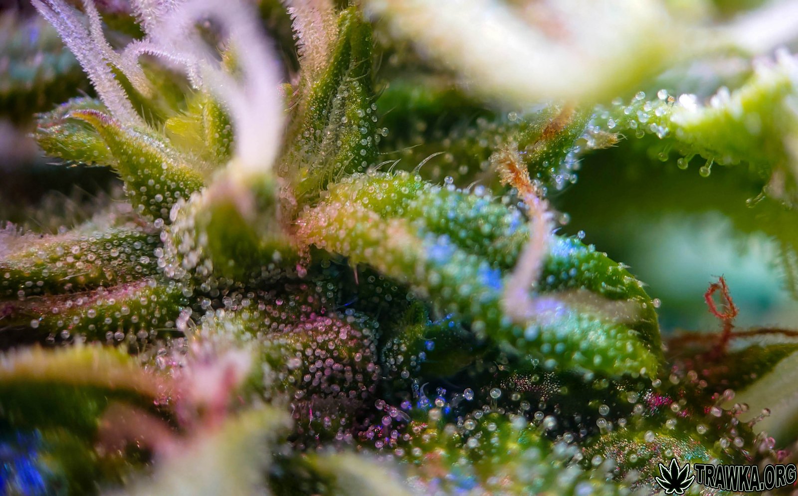 large.2025_11.16at034424-Ziele-84.jpg.19