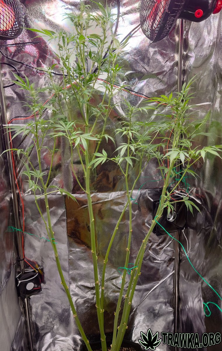 large.2_all.jpg.d9605c06509cf463f383a681