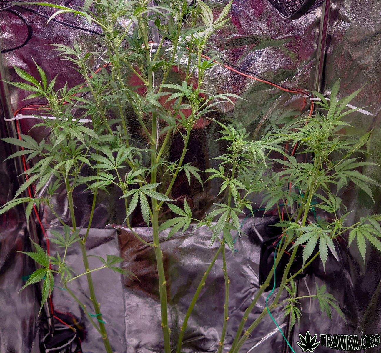 large.2_midup.jpg.f813b934f5e811c6b8d1fe