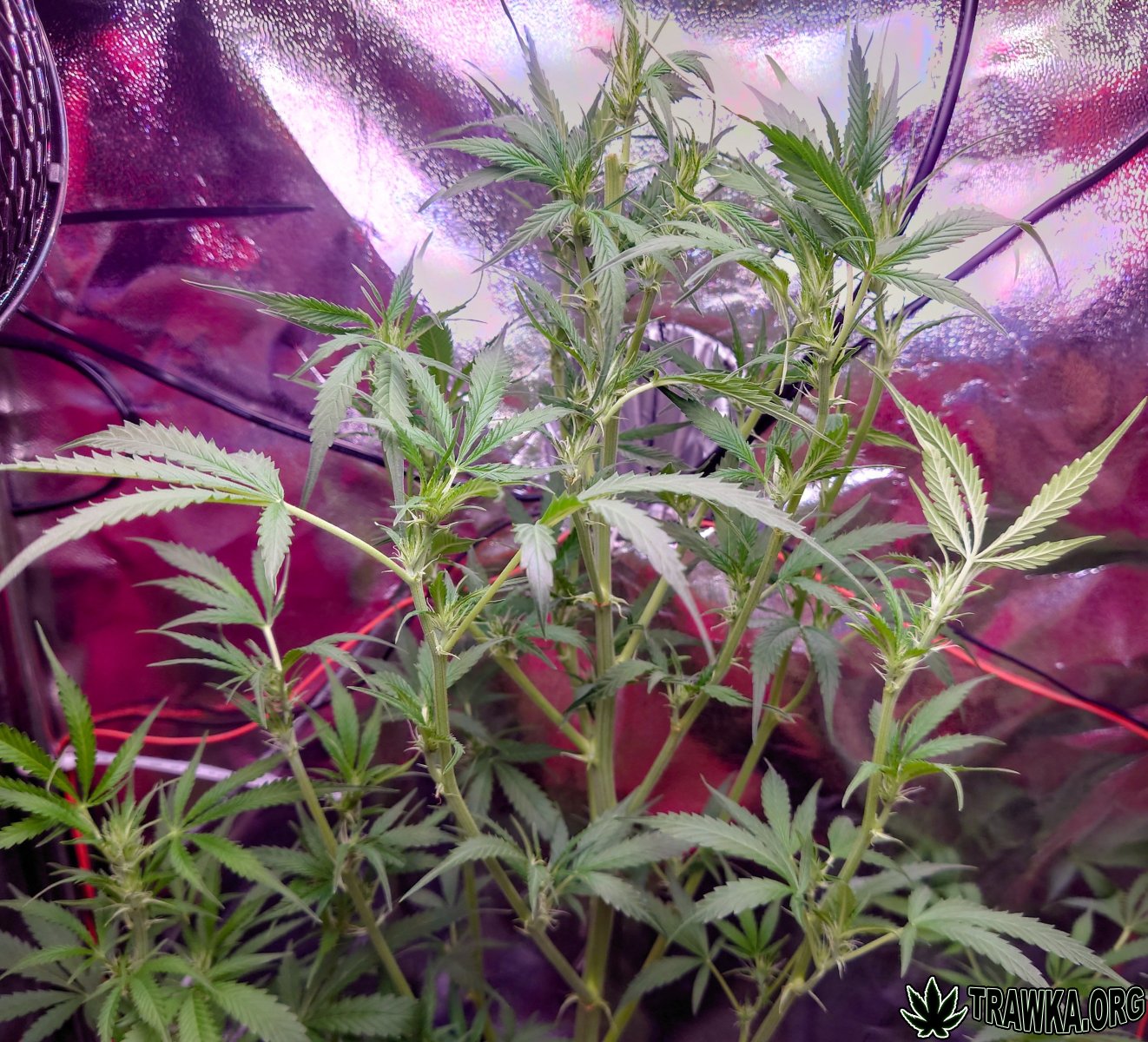 large.2_top.jpg.b4522aa417d8792399496792