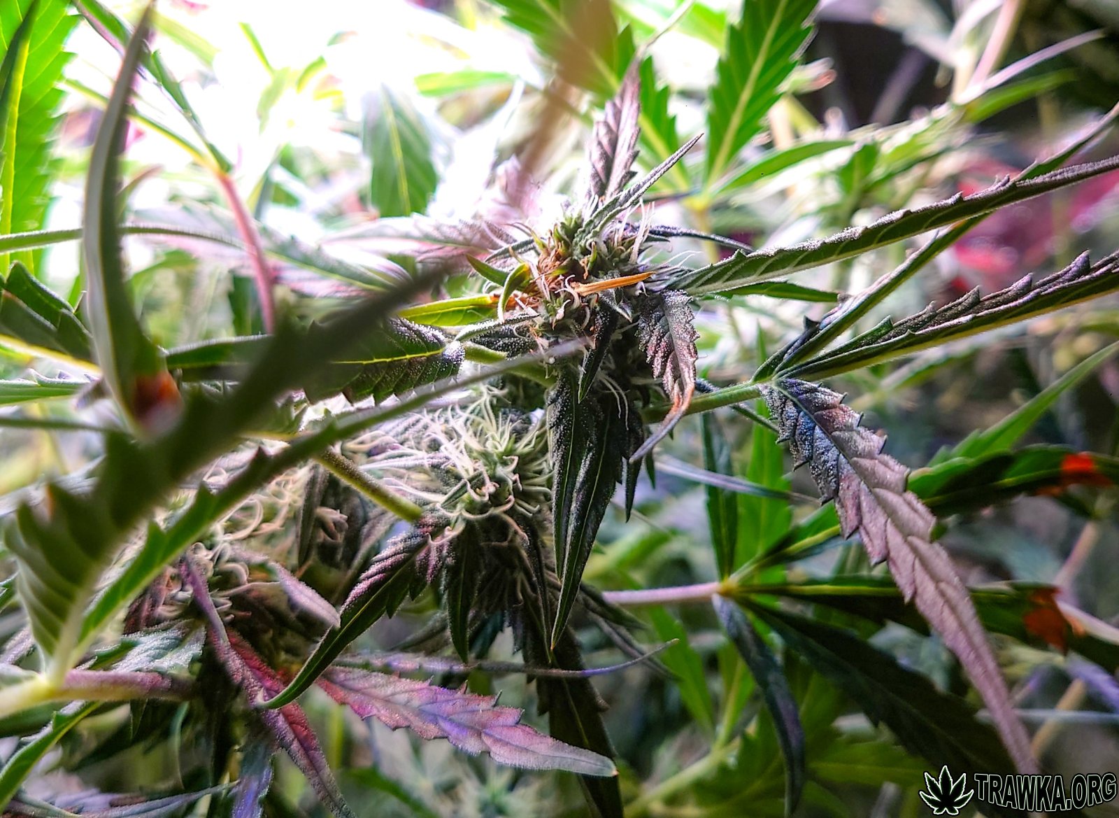 large.DSC_0206.jpg.f12043e0f485eb9423088