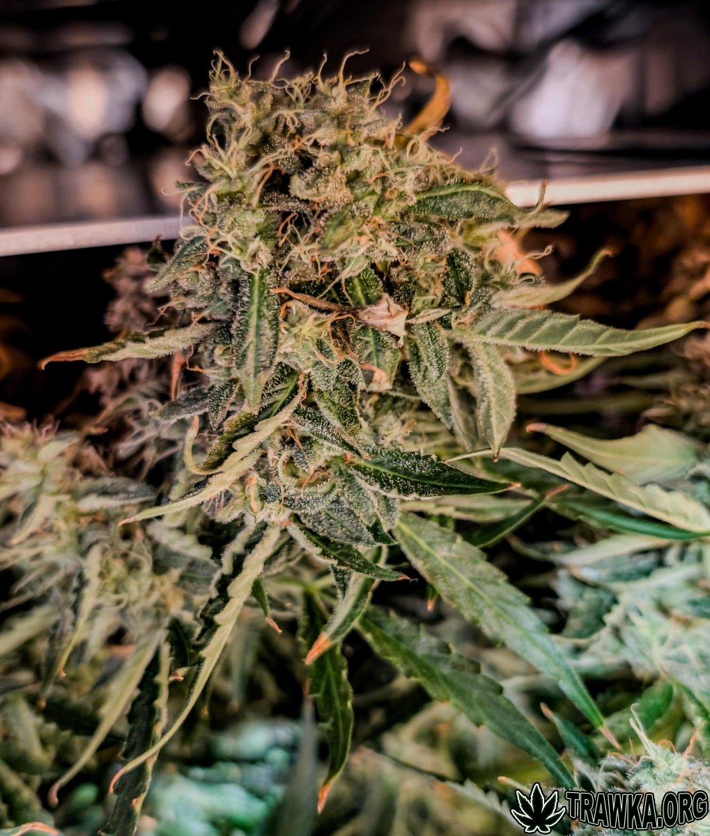 large.PXL_20251125_005915391.jpg.1e3ee58