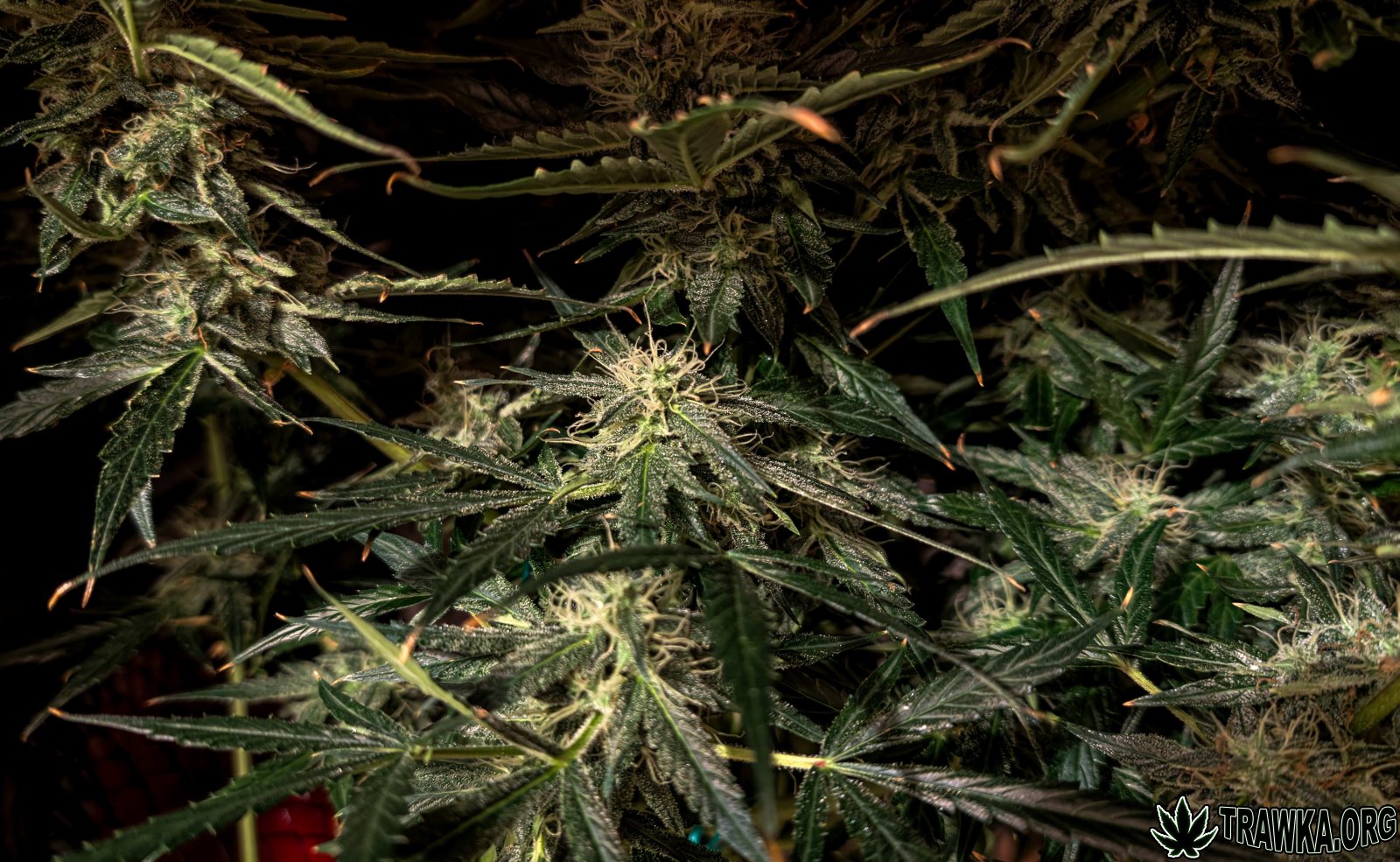 large.PXL_20251125_005946650.jpg.c9d5ec5