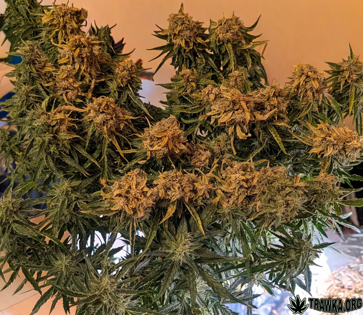 large.PXL_20251125_152054413.jpg.7a11dcc