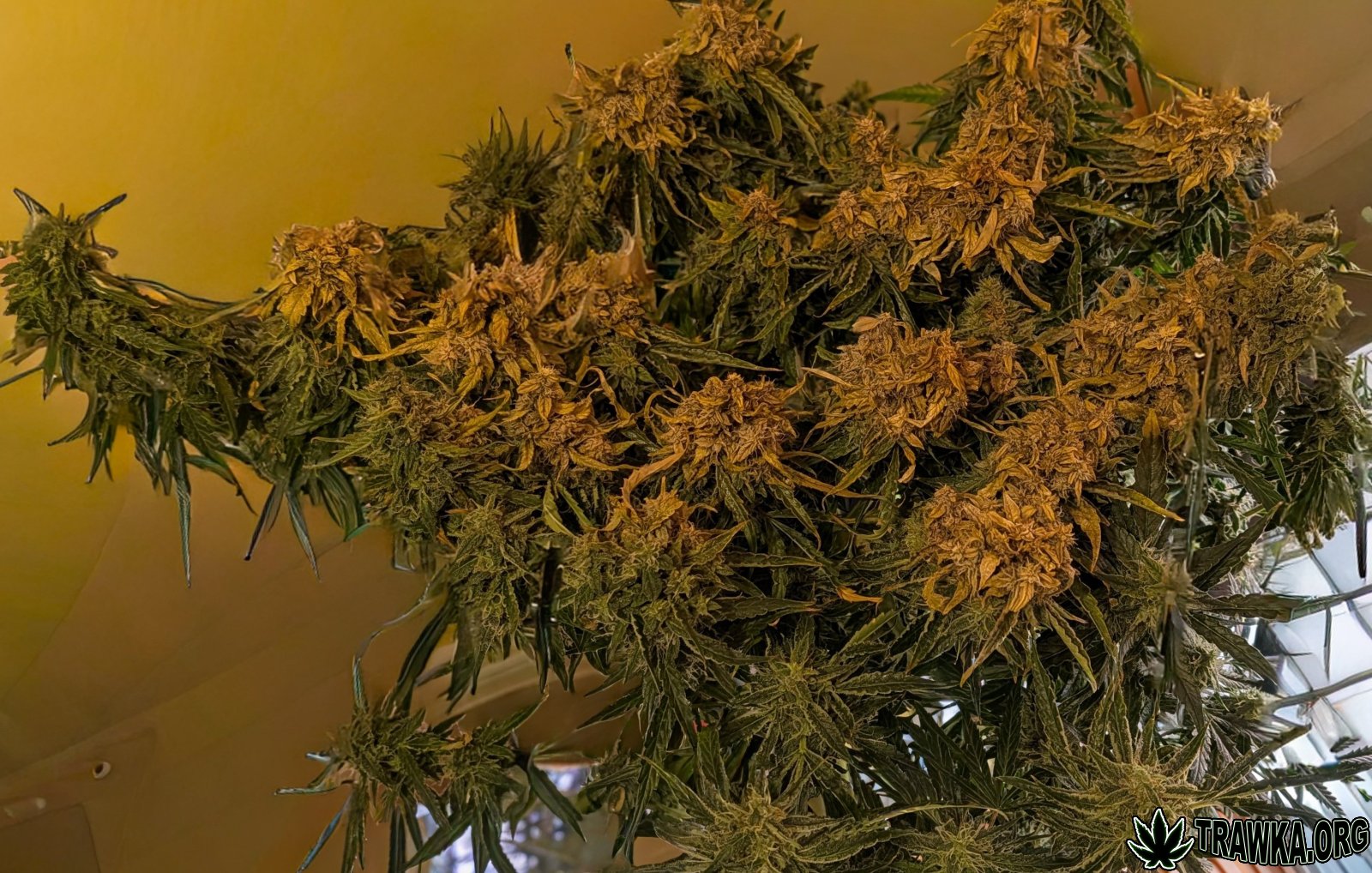 large.PXL_20251125_152058386.jpg.2a87300