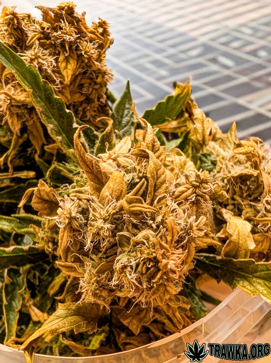 large.PXL_20251125_172549170.jpg.2a2cfd9