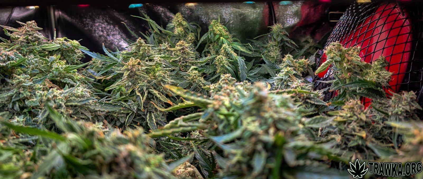 large.PXL_20251125_191929750.jpg.bd8a7a9