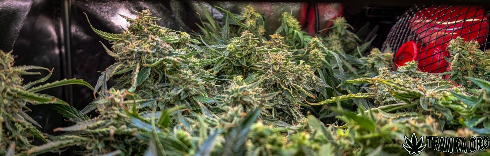 large.PXL_20251125_191933480.jpg.23f6a18