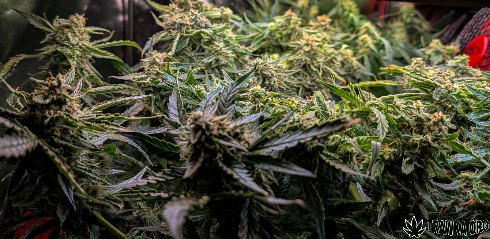 large.PXL_20251125_191937031.jpg.bc0598b