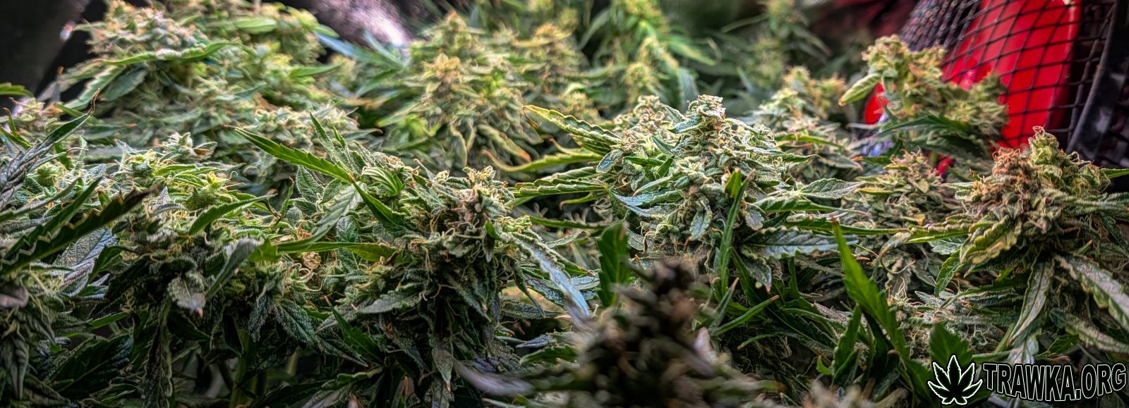 large.PXL_20251125_191939818.jpg.753c7a5