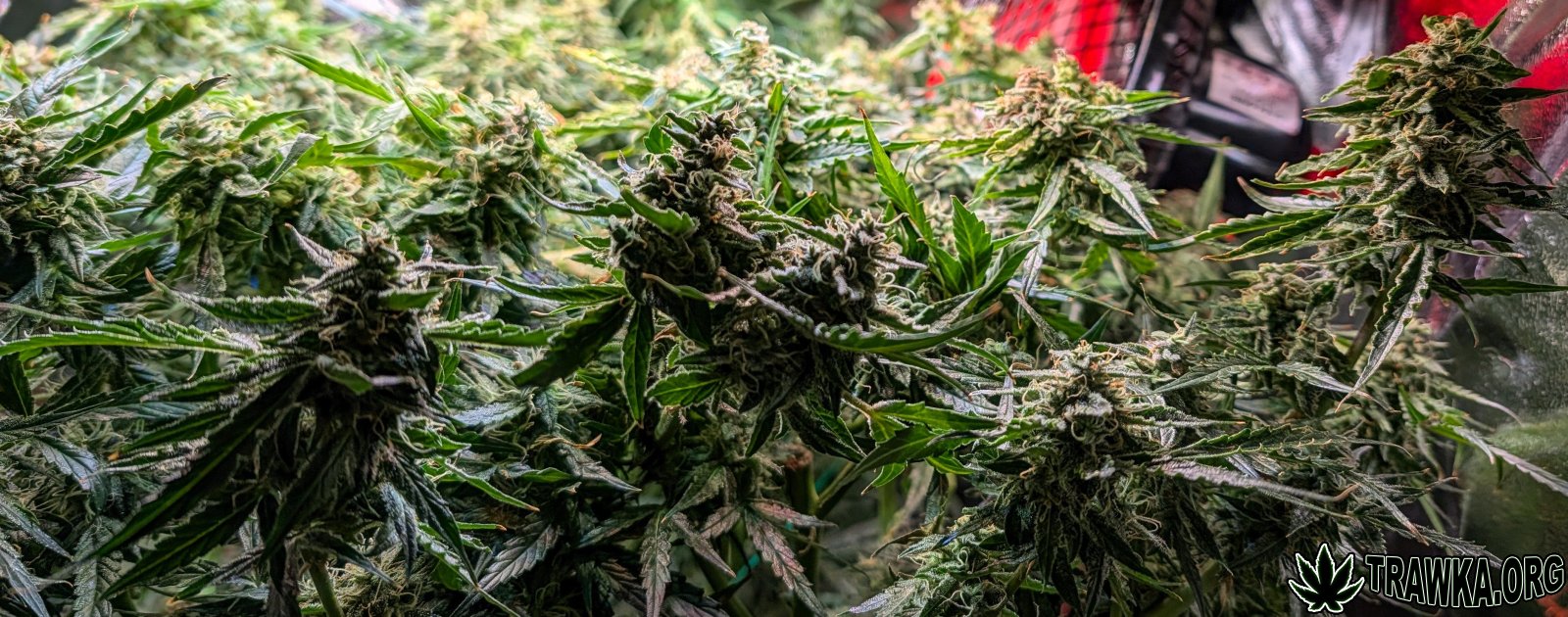 large.PXL_20251125_191947504.jpg.f5a80f2