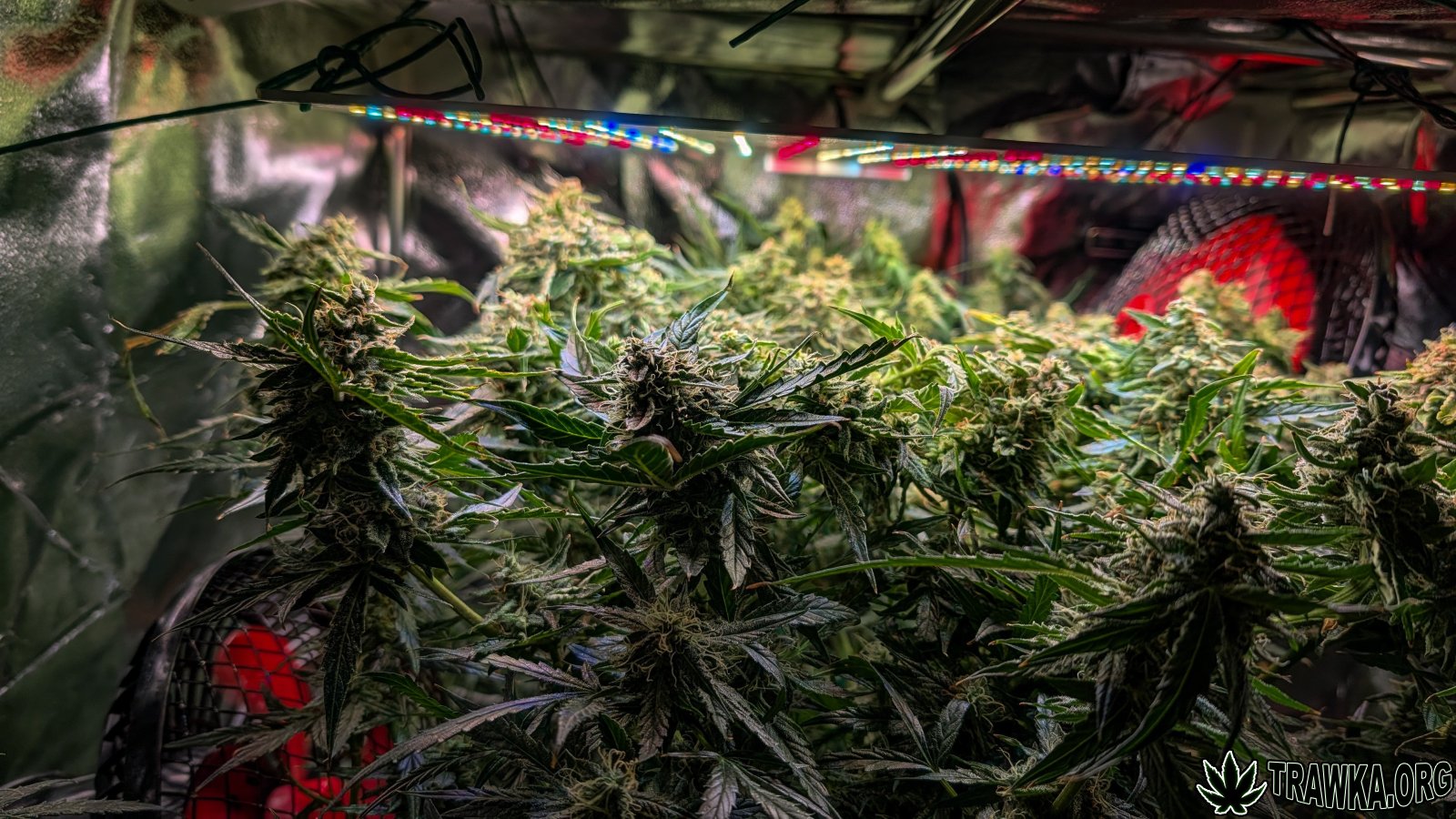 large.PXL_20251125_191951107.jpg.7ac1c4f