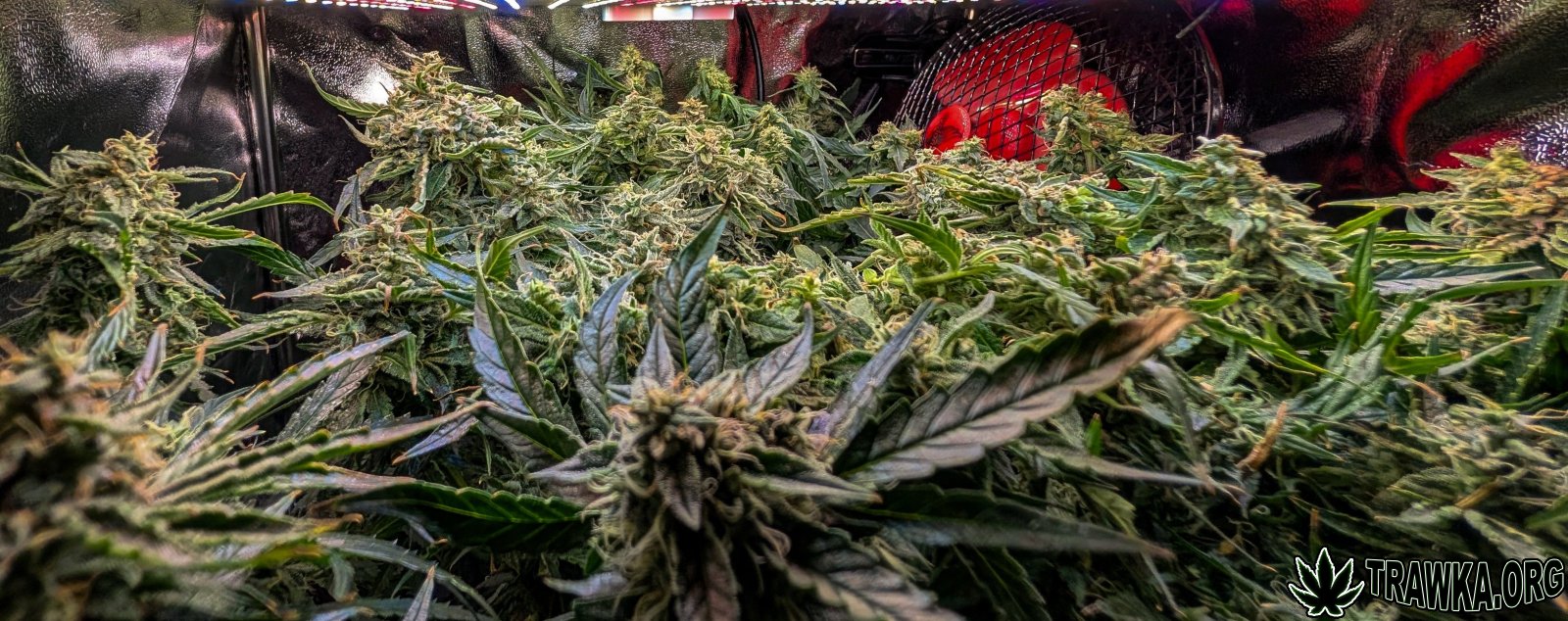 large.PXL_20251125_192021892.jpg.e14a776