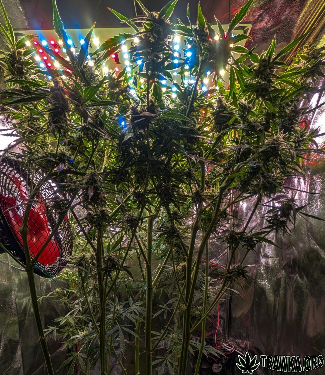 large.PXL_20251125_192036088.jpg.badfbd7