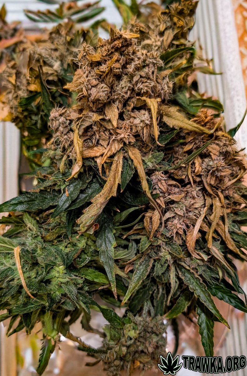 large.PXL_20251125_192633725.jpg.da73aed