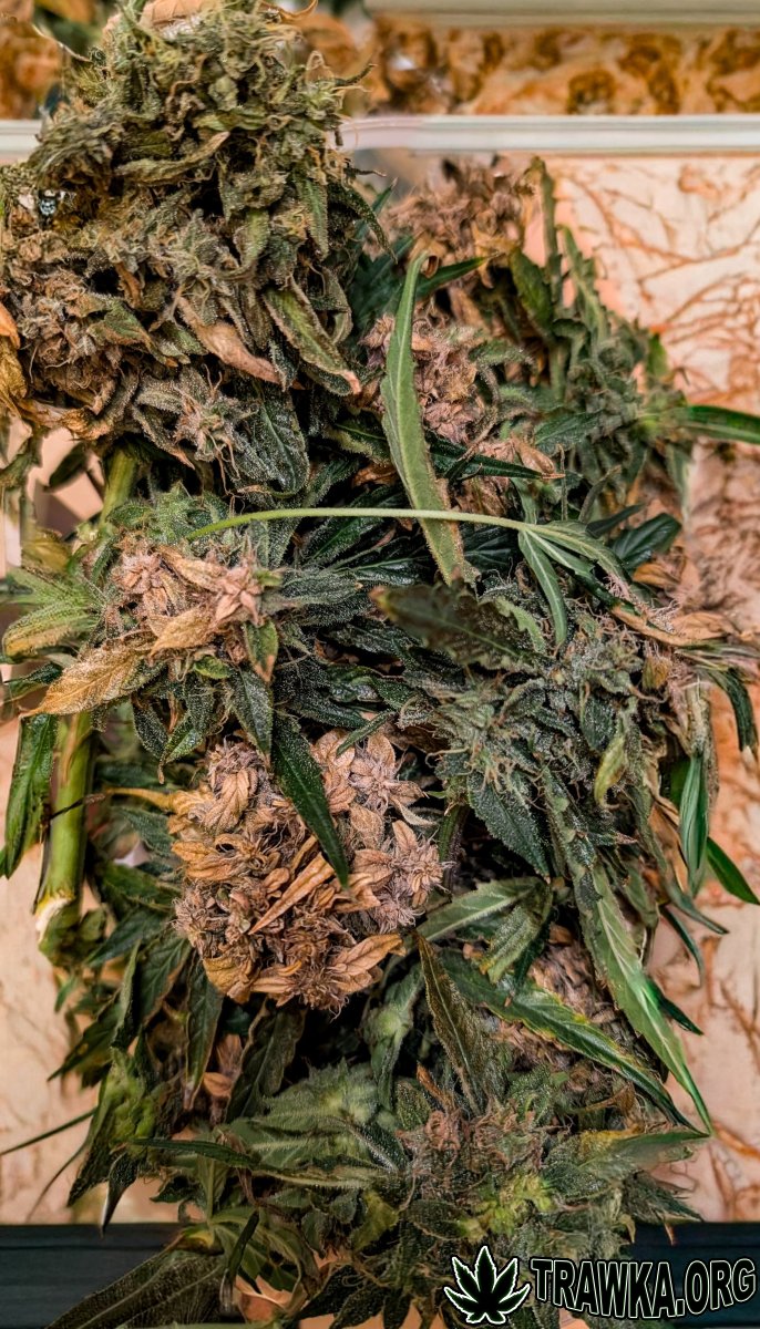 large.PXL_20251125_192648338.jpg.a1e918e