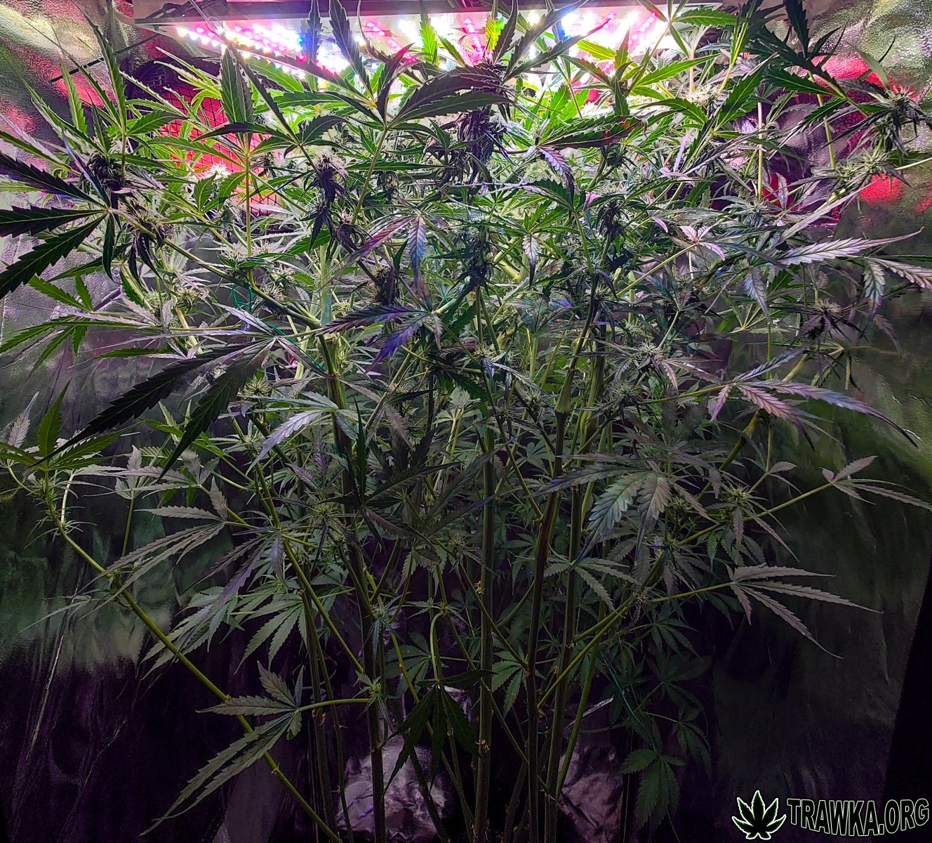 large.midup.jpg.d50b0998c95d0236e2fba6b0