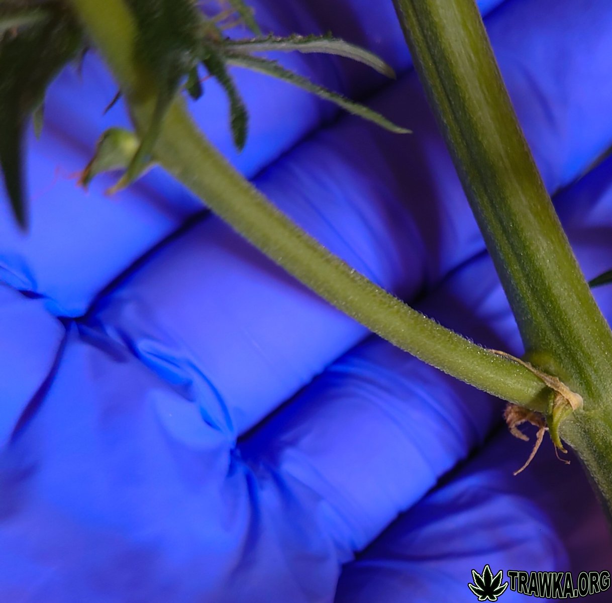 large.odyga_ma_szron.jpg.901e48181165b2d