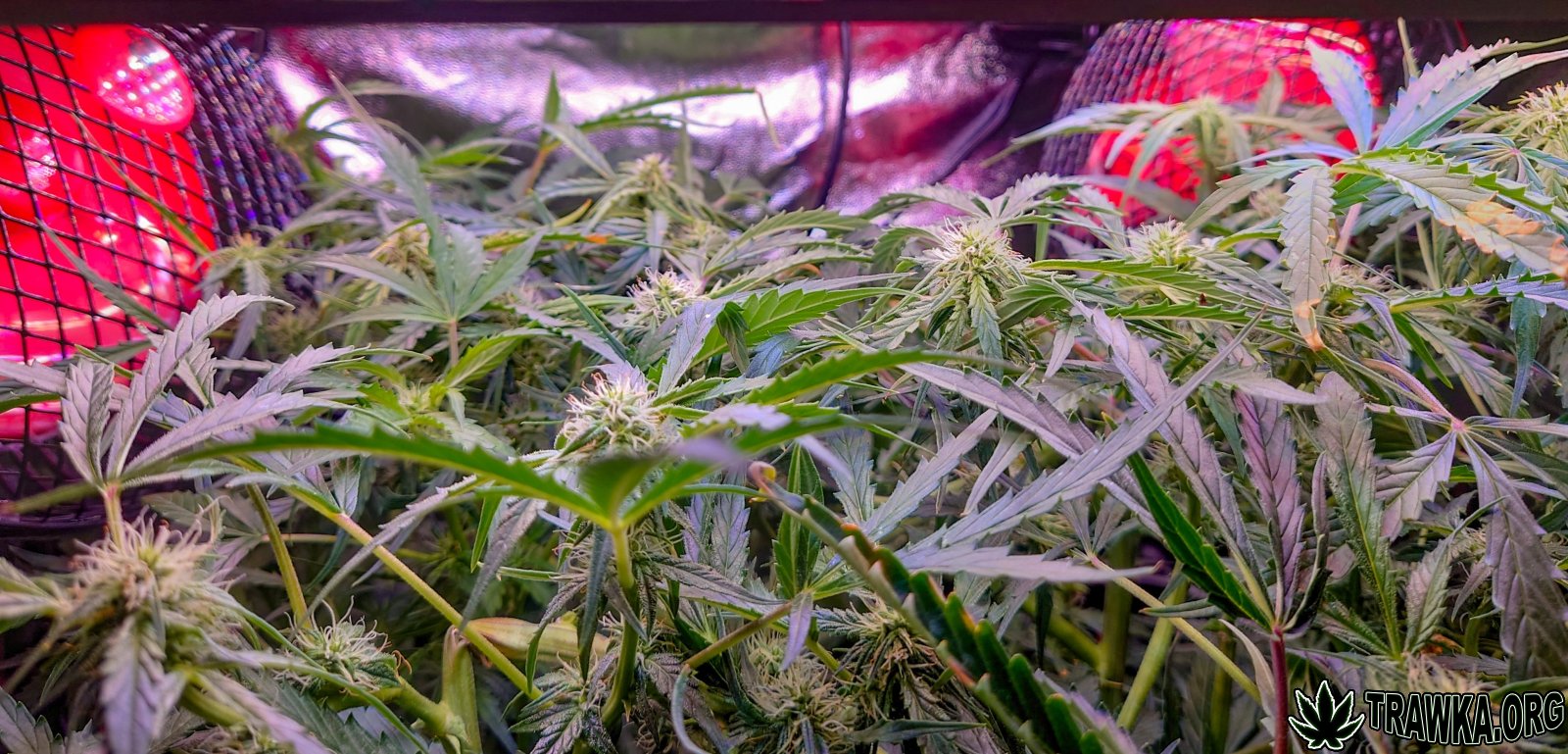 large.po_wycince_1.jpg.f7462a01f4b7bb931