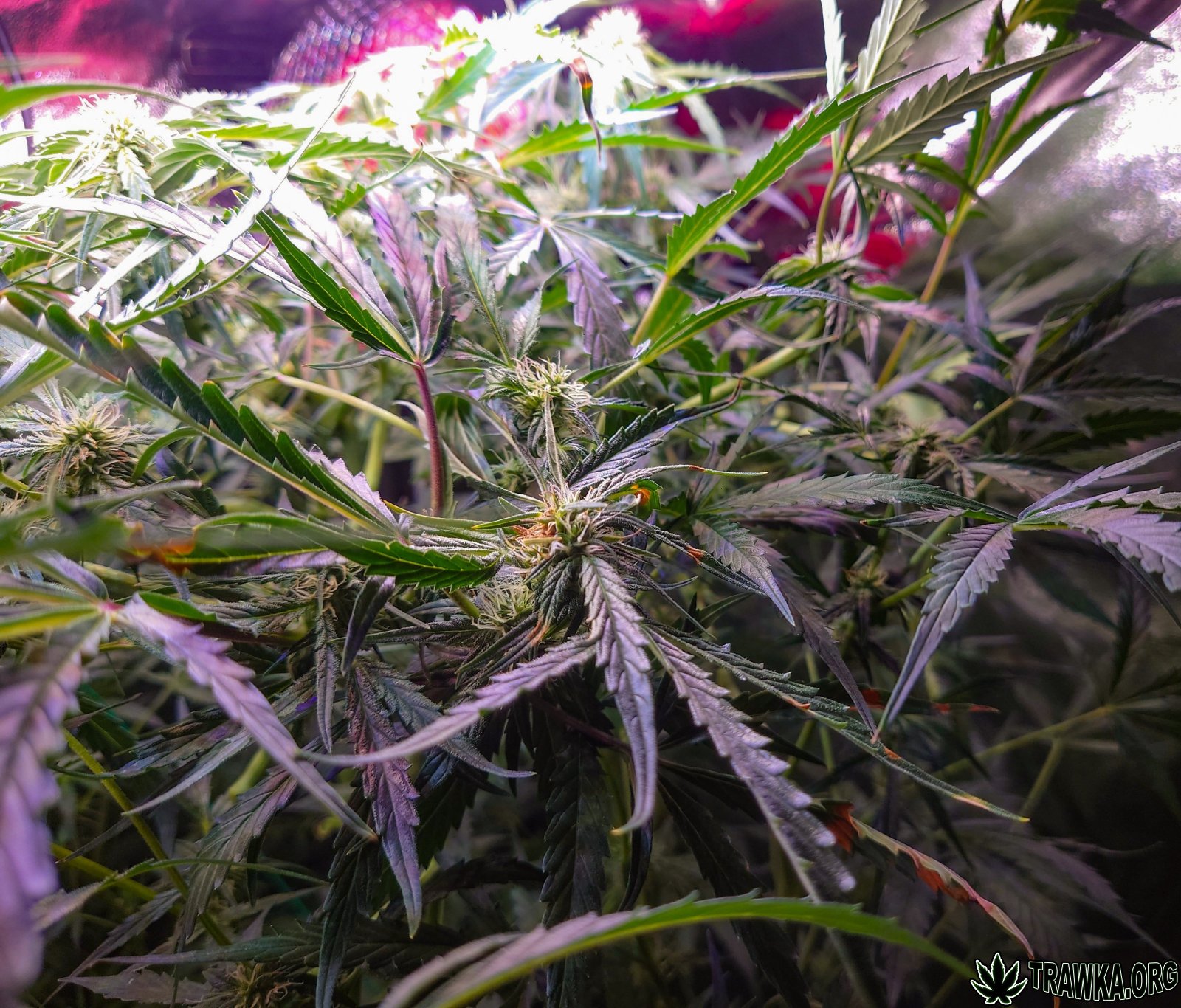 large.po_wycince_2.jpg.c6b2334cc0566e884