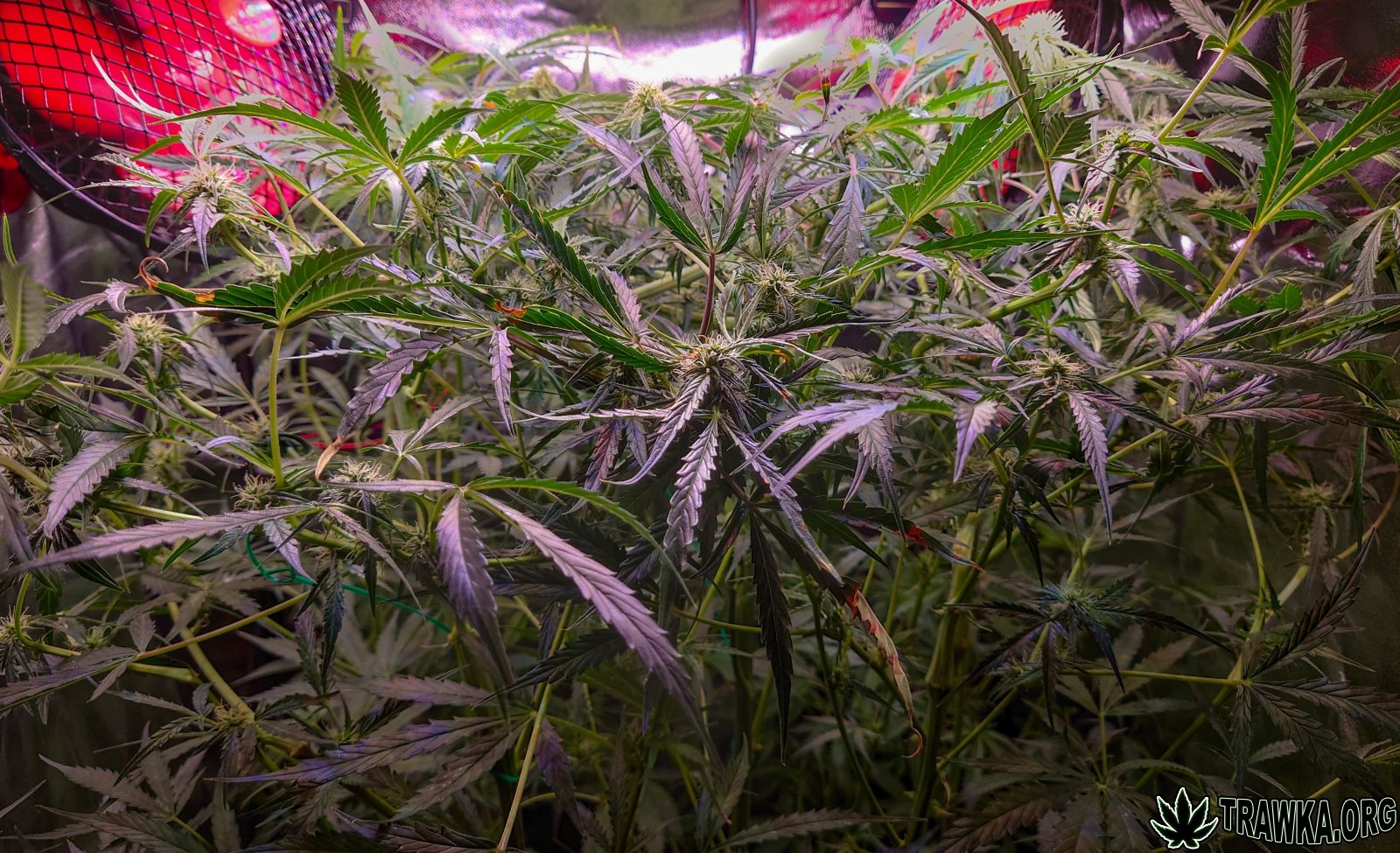 large.po_wycince_3.jpg.129edc7b041681971