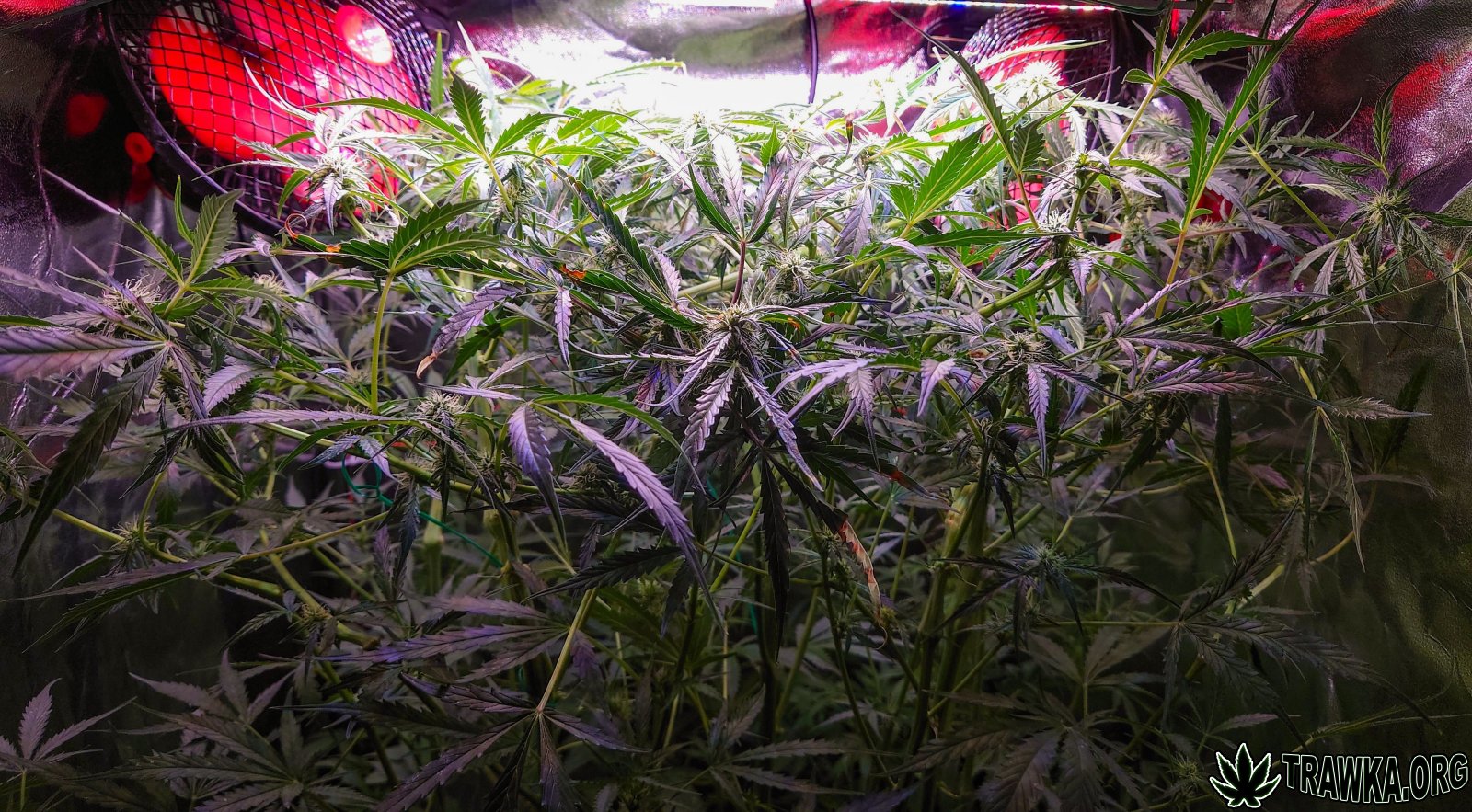 large.po_wycince_4.jpg.a26b0d2449b074ce3