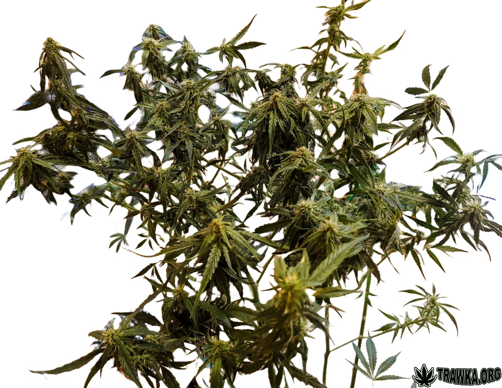 large.rzutnazewntrz.jpg.d7cec975acef2137