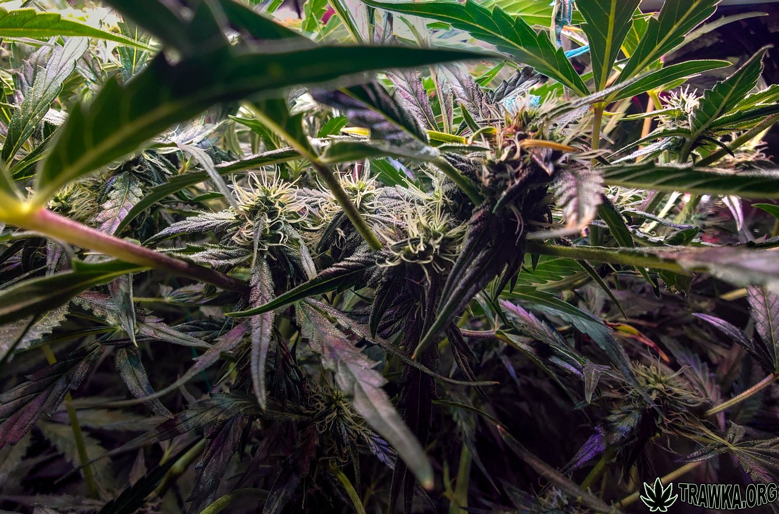 large.topy_1.jpg.dedac6f19256104694c9d24