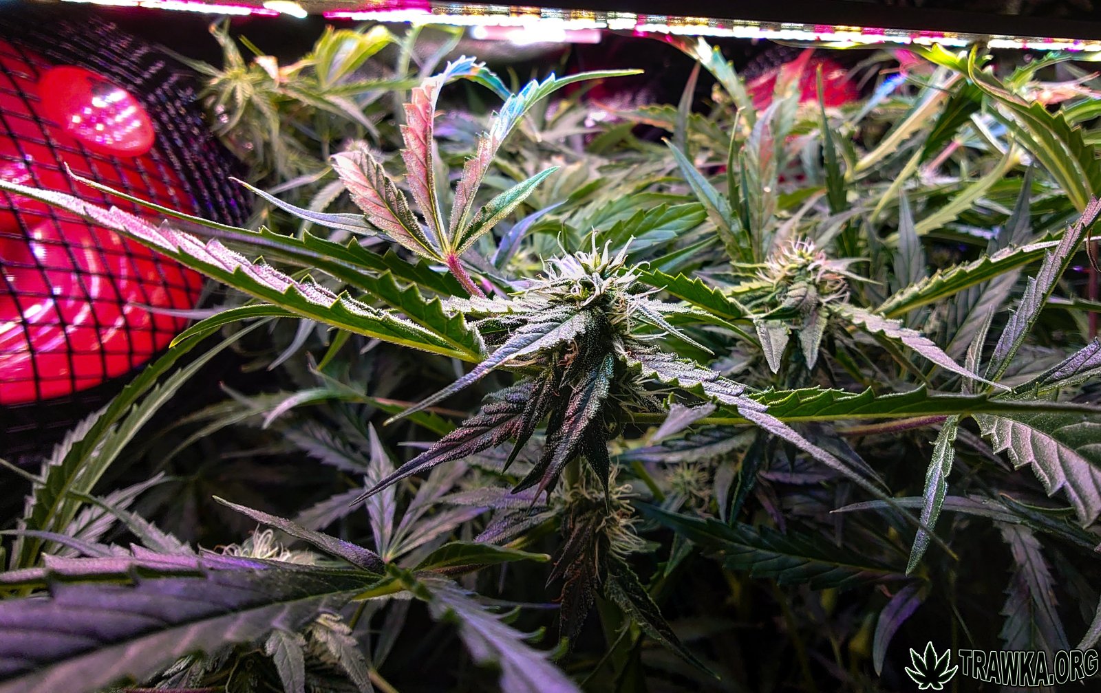 large.topy_2.jpg.1139eea86e47dc850333429