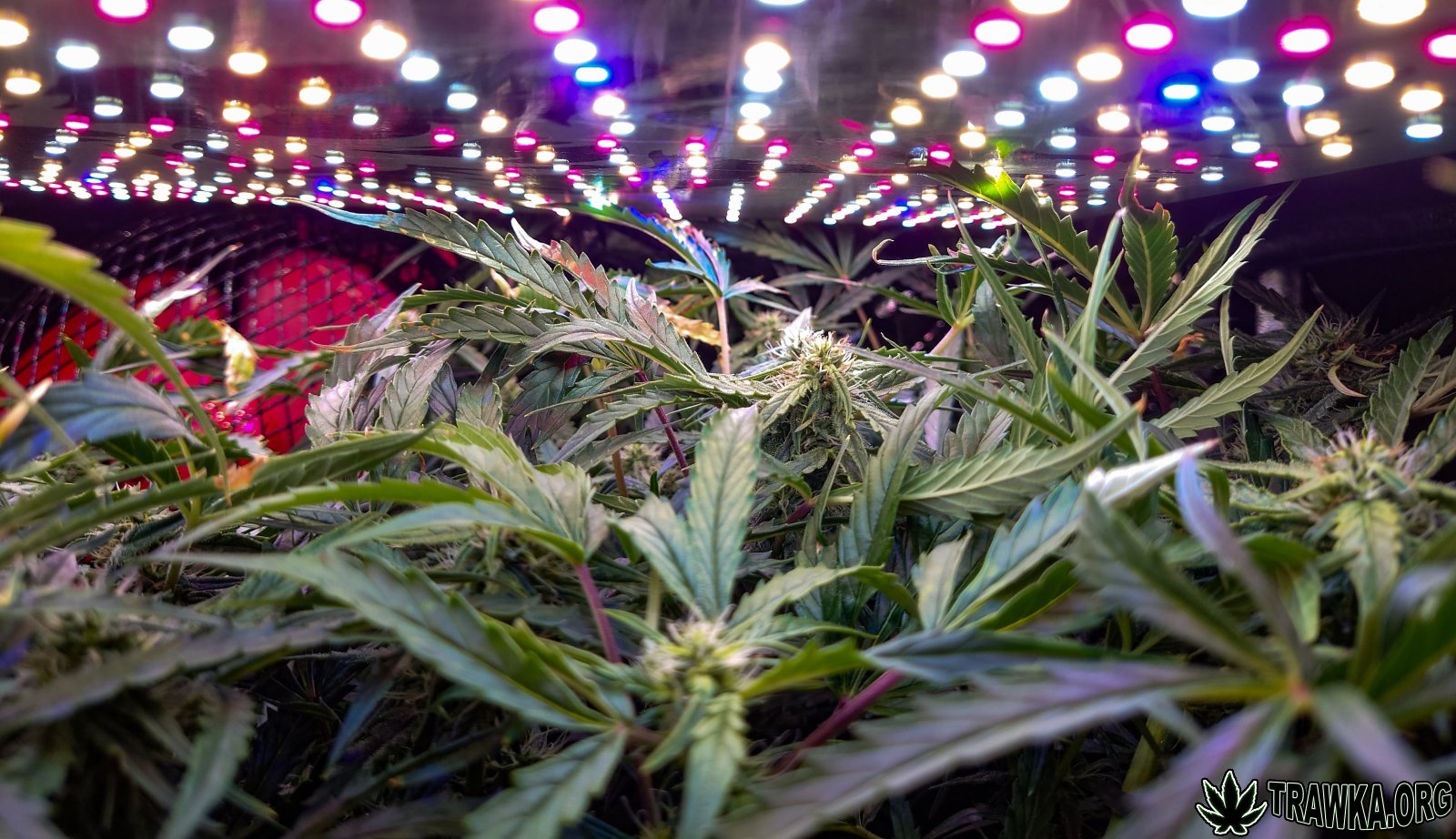 large.topy_3.jpg.6862b4cdcc931ac8cdecf08