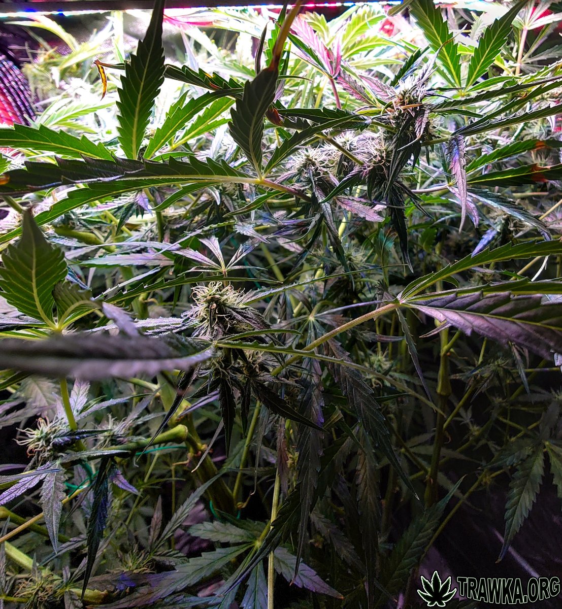 large.topy_4.jpg.7a95ecc02be960da192b115