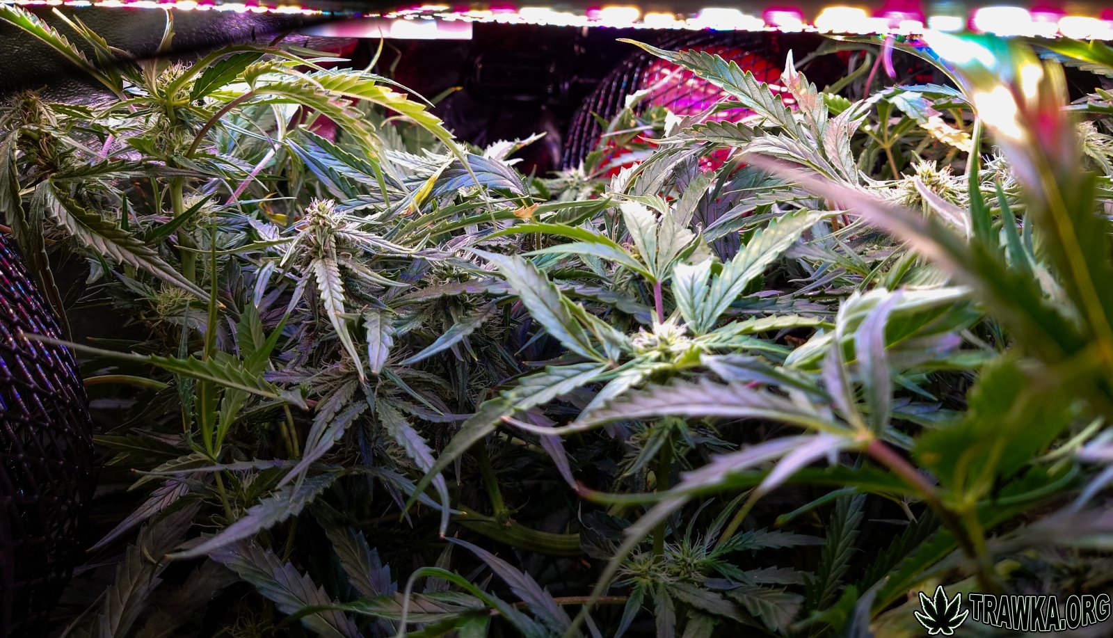 large.topy_5.jpg.1a76dfcf26cdcb57a850ca5