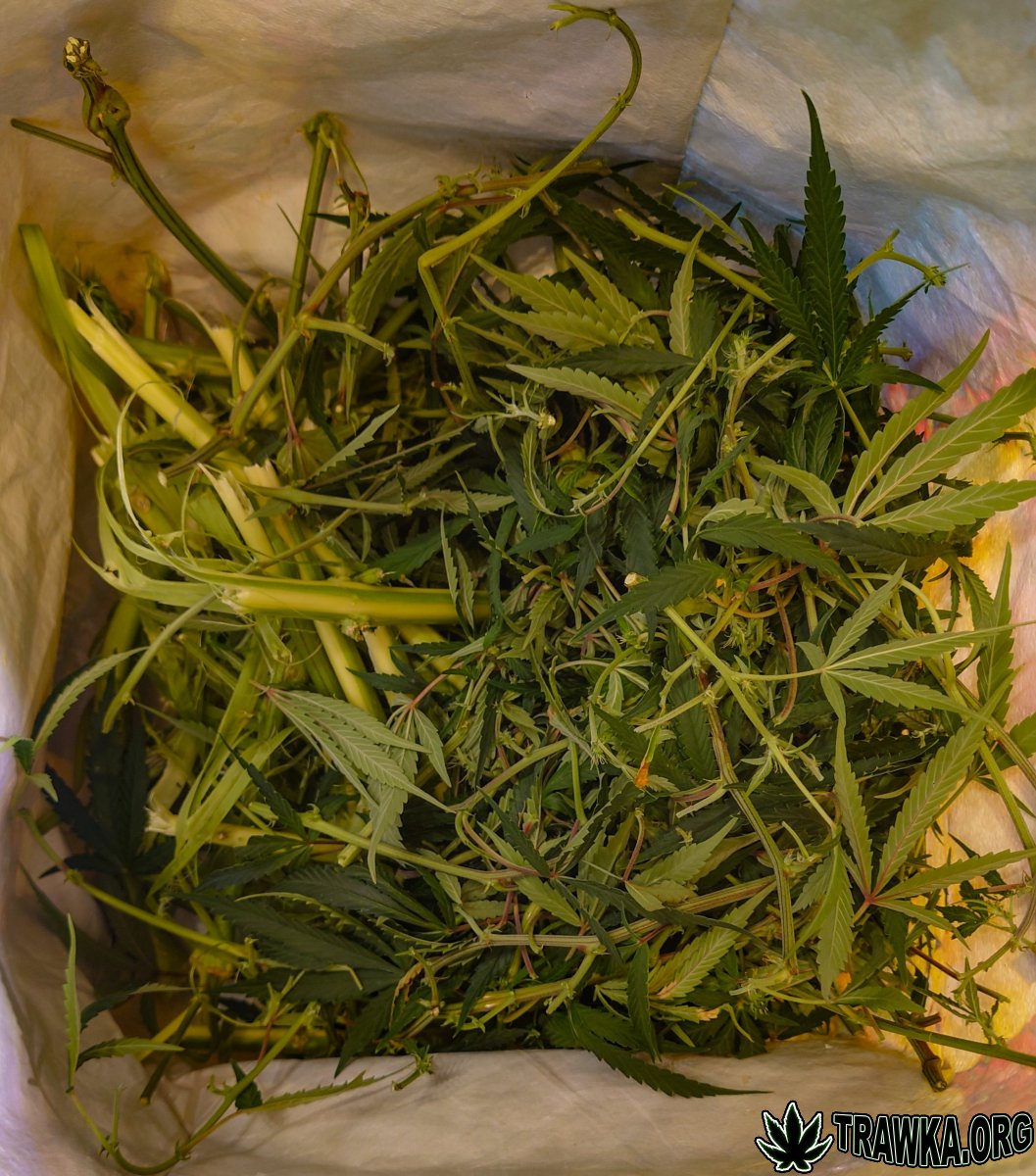 large.wycinka_2.jpg.6fc15d6a976b7f8aeb08