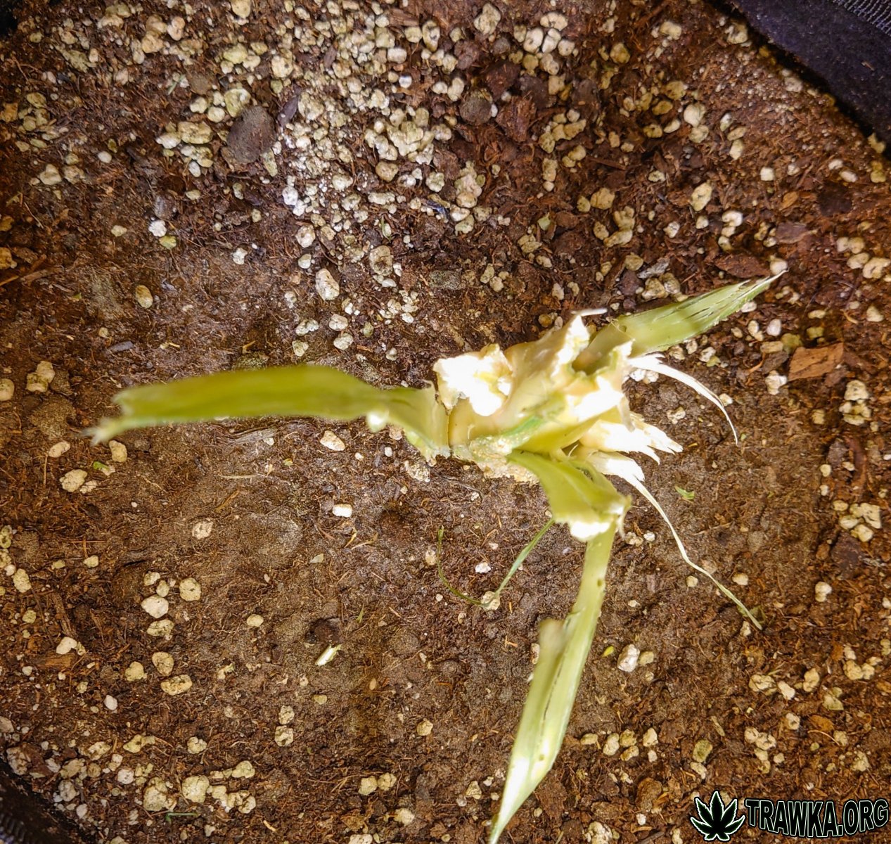 large.wycinka_3.jpg.9813ed012b1ed5ee2f1f