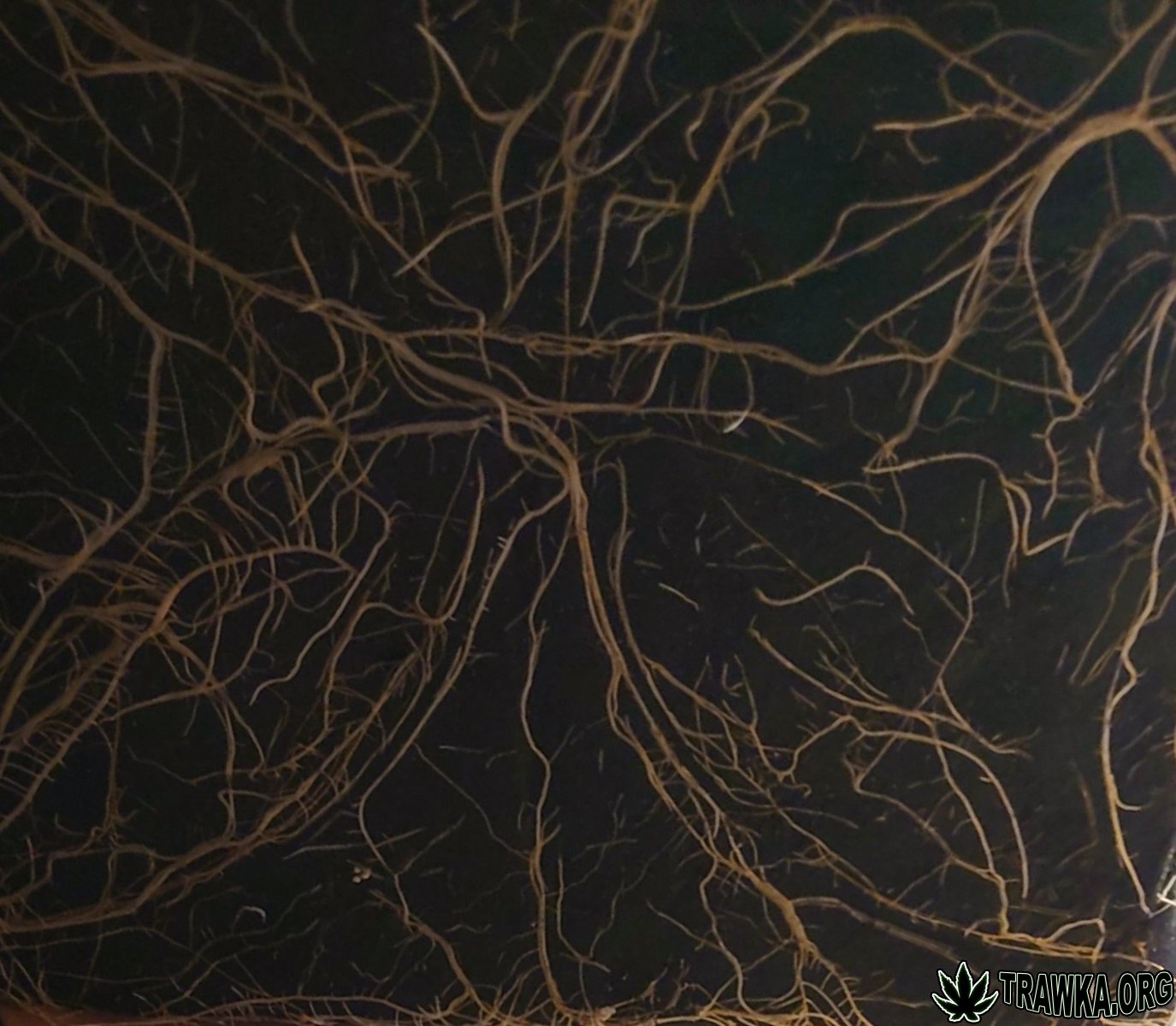 large.wycinka_4.jpg.a9135bf22e7733deecc1