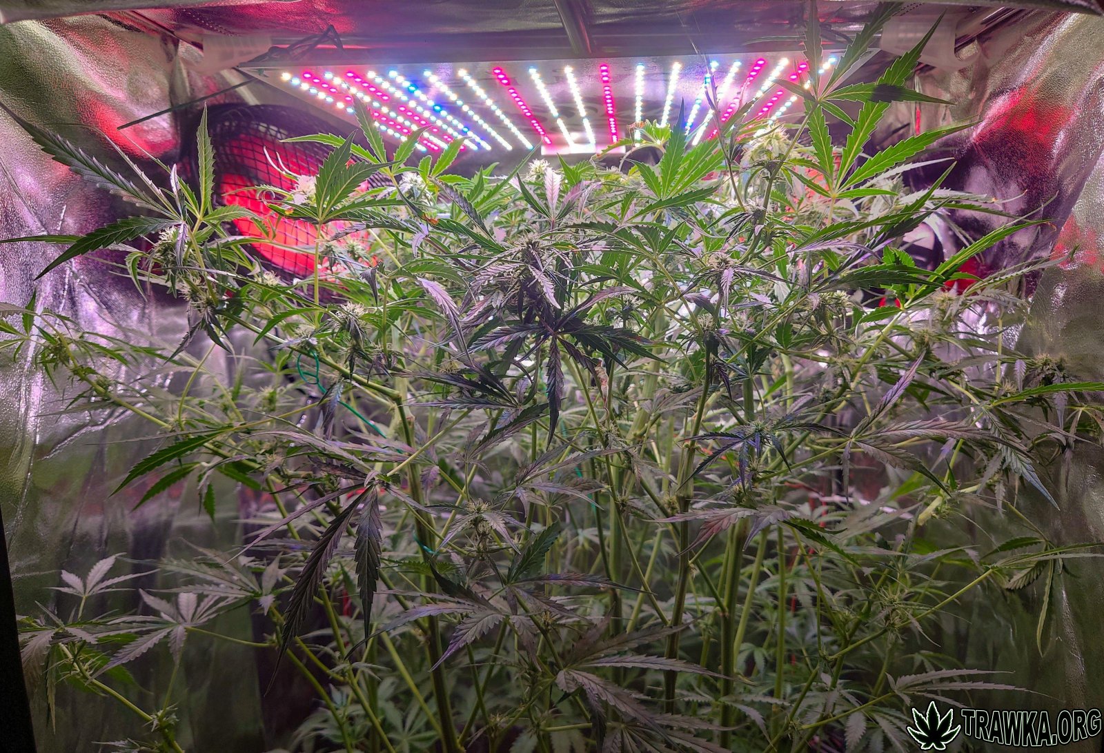 large.wycinka_5.jpg.8cdc020d5c1fc909ff24