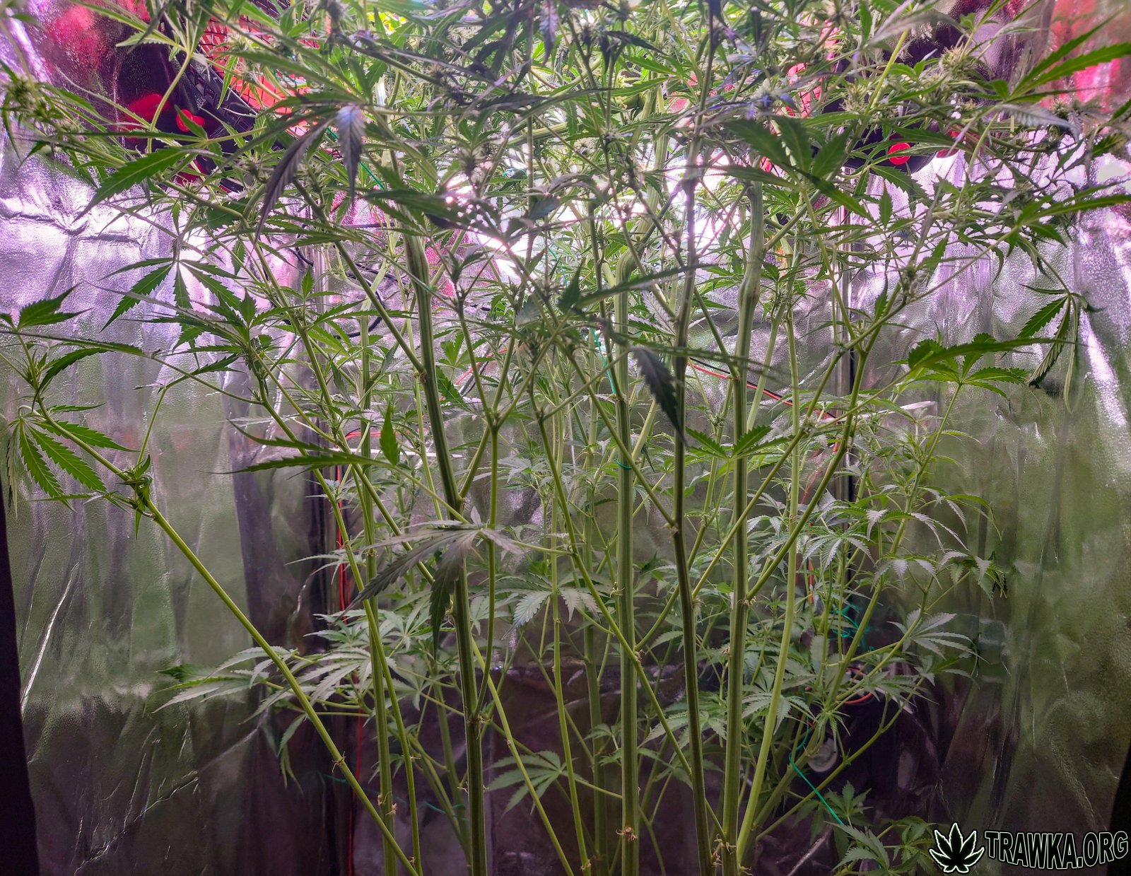 large.wycinka_6.jpg.20066da1e909bbdbbece