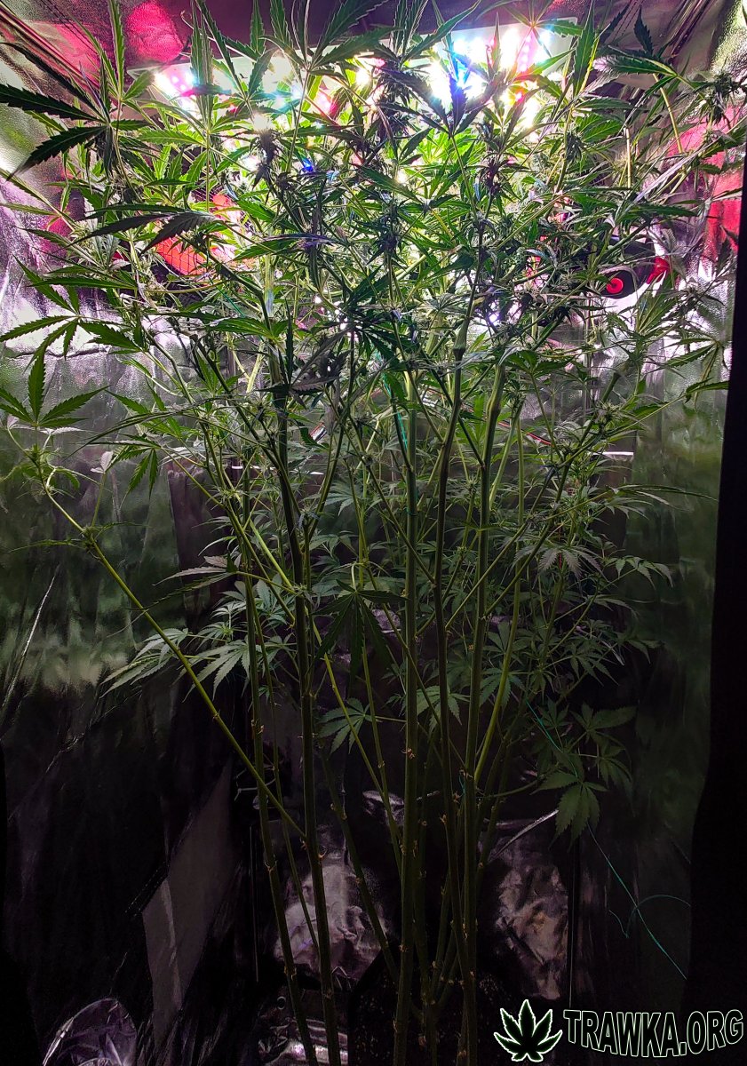 large_all.jpg.fd371bc804fa4c370641bdf6cb