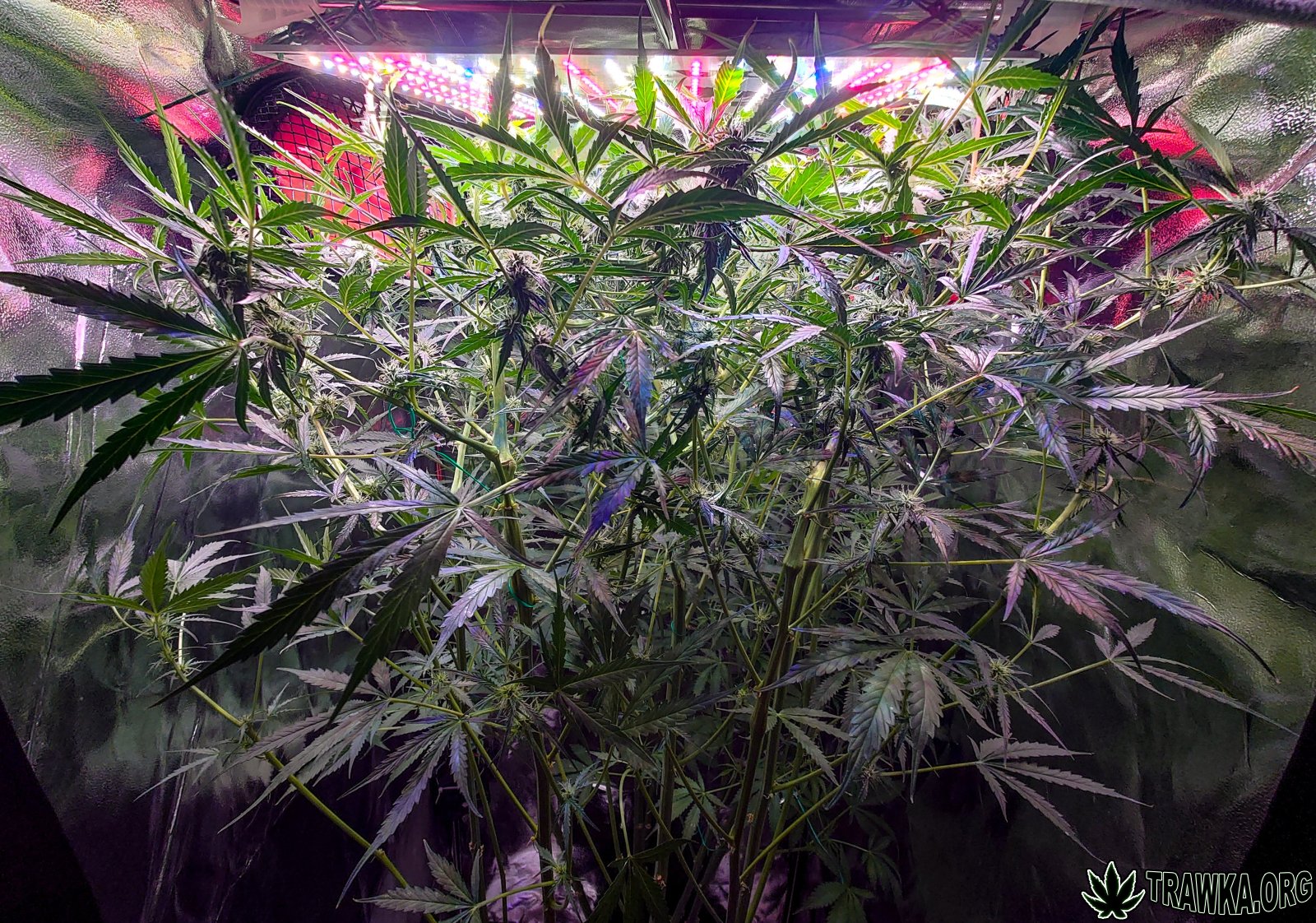 large_top.jpg.8ec570945bb5e6f213e65233aa