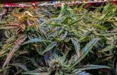 2025.11.14 at 21：19：26 - Ziele - 17.jpg