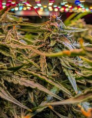 2025.11.14 at 21：19：34 - Ziele - 18.jpg