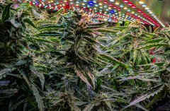 2025.11.14 at 21：19：46 - Ziele - 20.jpg