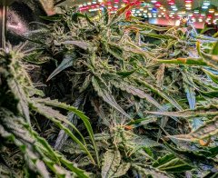 2025.11.14 at 21：20：09 - Ziele - 23.jpg