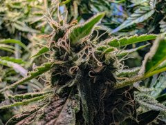 2025.11.14 at 21：20：22 - Ziele - 24.jpg