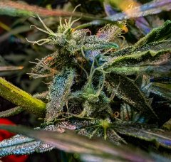 2025.11.15 at 20：08：34 - Ziele - 26.jpg